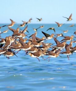 Tropical Sandpipers Paint Numbers