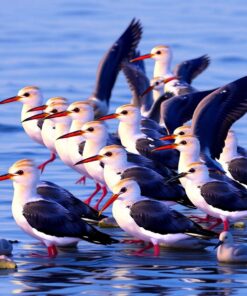 Gathering Realistic Evening Shorebirds Paint By Numbers