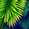 Gleaming Wet Palm Fronds Paint By Numbers