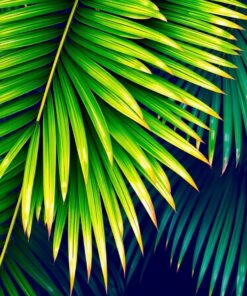 Gleaming Wet Palm Fronds Paint By Numbers