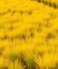 Golden Grasslands Striped Shadows Paint By Numbers