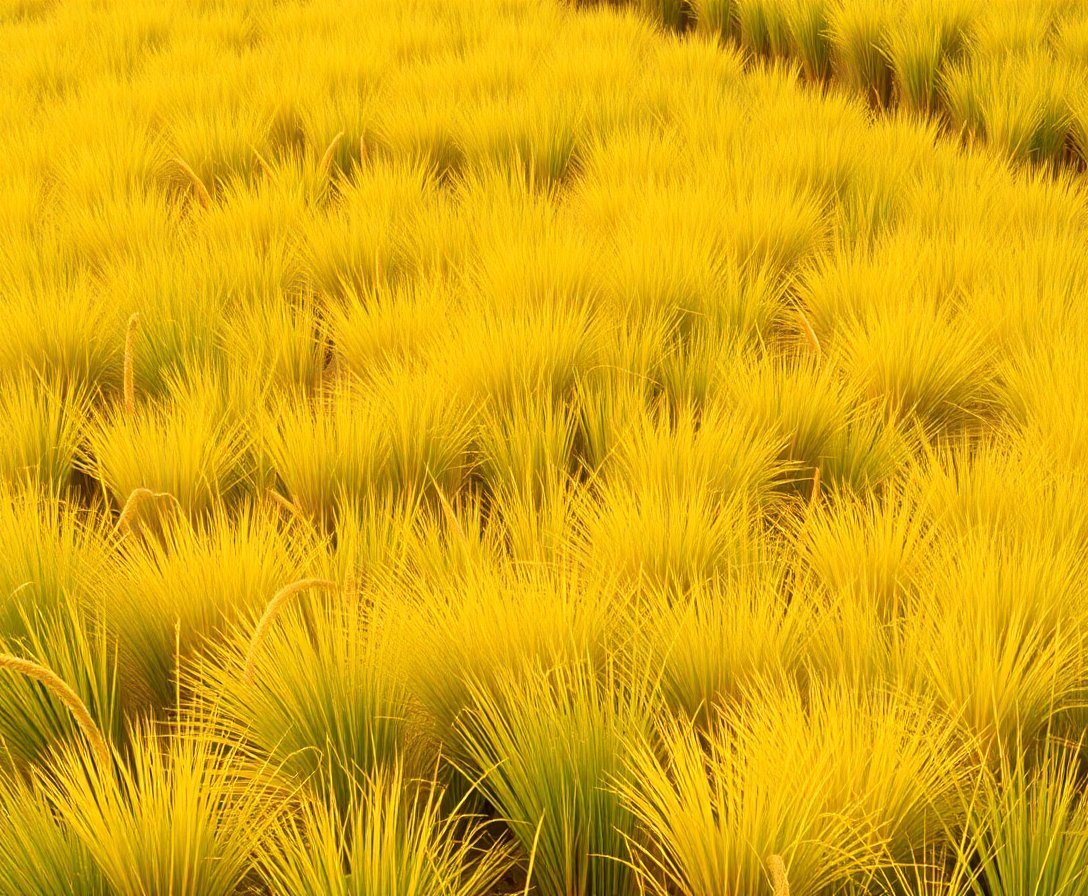 Golden Grasslands Striped Shadows Paint By Numbers Kit completed