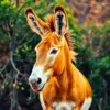 Golden Tropic Savanna Donkey paint by numbers
