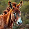 Golden Tropic Savanna Donkey Paint By Numbers