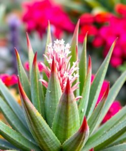 Aloe Bloom Paint Numbers