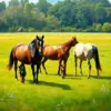 Grazing Plantation Thoroughbreds Paint By Numbers