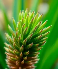 Green Kangaroo Paw paint by numbers