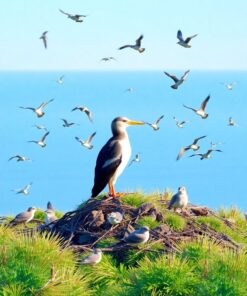 Bird Rookery Paint Numbers