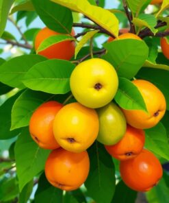 Orchard Fruit Paint Numbers