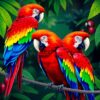 High Wire Scarlet Macaws Paint By Numbers