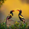 Hornbills In Evening Light paint by numbers