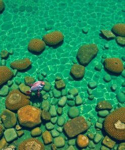 Vintage Shallows Paint Numbers