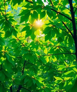 Emerald Leaves Paint Numbers