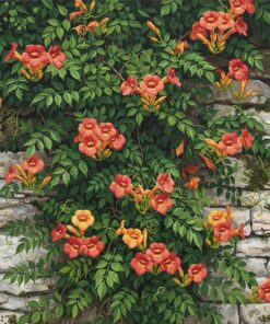 Lush Realistic Trumpet Vines Paint By Numbers