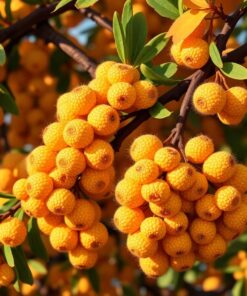 Fall Light Paint Numbers