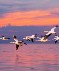 Pelicans Dusk Paint Numbers