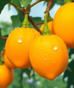 Dew Papayas Paint Numbers