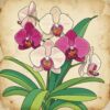 Orchids On Vintage Parchment Paint By Numbers