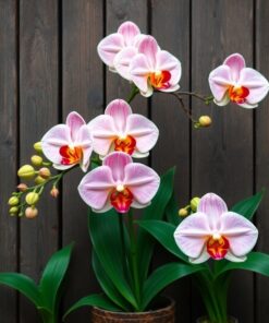 Antique Wood Paint Numbers