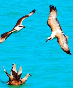 Turquoise Waters Paint Numbers