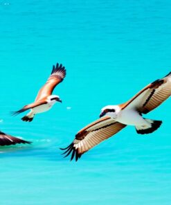 Ospreys Above Turquoise Waters Paint By Numbers