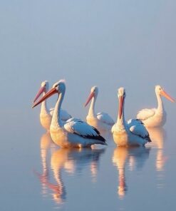 Morning Mist Paint Numbers