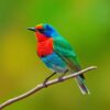 Painted Bunting Paint Numbers
