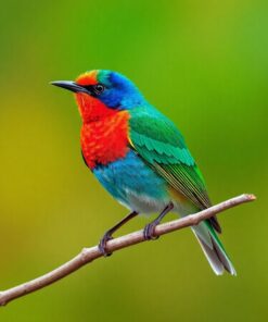 Painted Bunting Paint Numbers