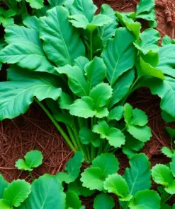 Plowing Lush Tropical Taro Paint By Numbers