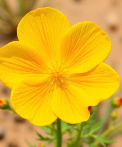 Antique Primrose Paint Numbers