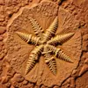 Realistic Brittle Stars Fossil Paint By Numbers
