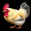 Realistic Crate Fowl Portrait Paint By Numbers