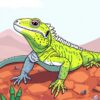 Iguana Basking Paint Numbers