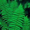 Fern Fronds Paint Numbers