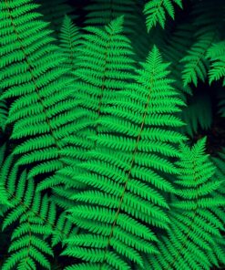 Fern Fronds Paint Numbers