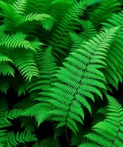 Forest Frond Paint Numbers