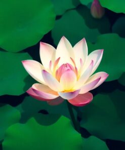 Lotus Depths Paint Numbers