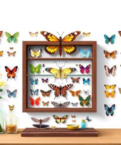 Realistic Entomologist Cabinet Display Paint By Numbers