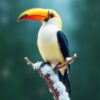 Toucan Perch Paint Numbers