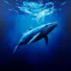 Realistic Midnight Whale Dive Paint By Numbers