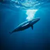 Realistic Midnight Whale Dive Paint By Numbers