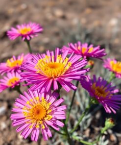 Aster Bloom Paint Numbers