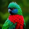 Realistic Resplendent Quetzal Portrait Paint By Numbers