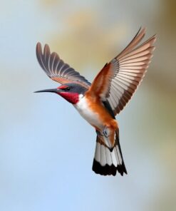 Throated Flight Paint Numbers