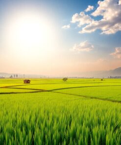 Rice Paddies Paint Numbers