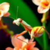 Realistic Vanilla Orchid Mantis Paint By Numbers