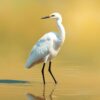 Wading Egret Paint Numbers