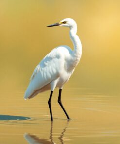 Wading Egret Paint Numbers