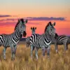 Realistic Zebras At Dusk Paint By Numbers