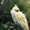 Resting Sulphur Crested Parrot Paint By Numbers